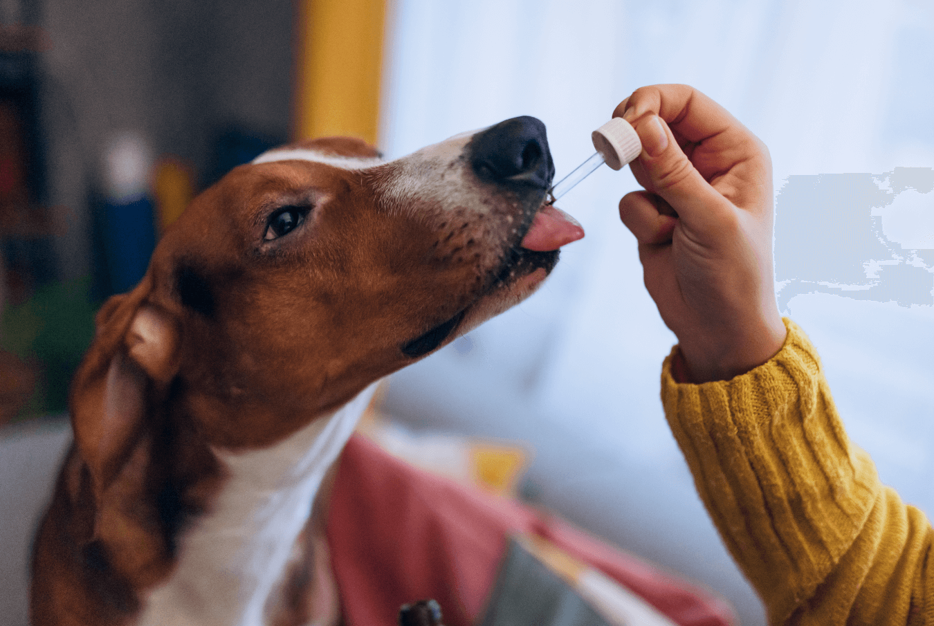 A person gives a dog medicine from a medicine dropper