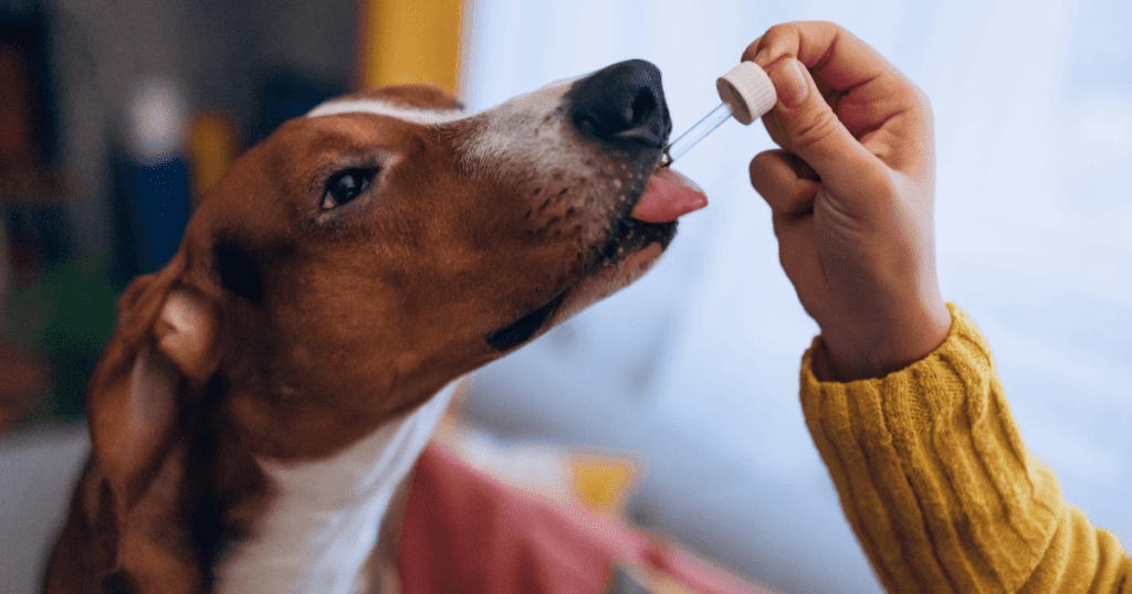 A person gives a dog medicine from a medicine dropper