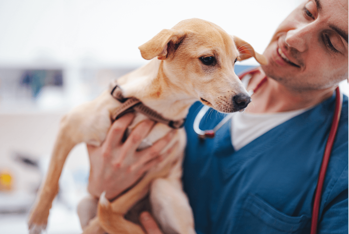 Smiling vet holding and looking at a small yellow dog