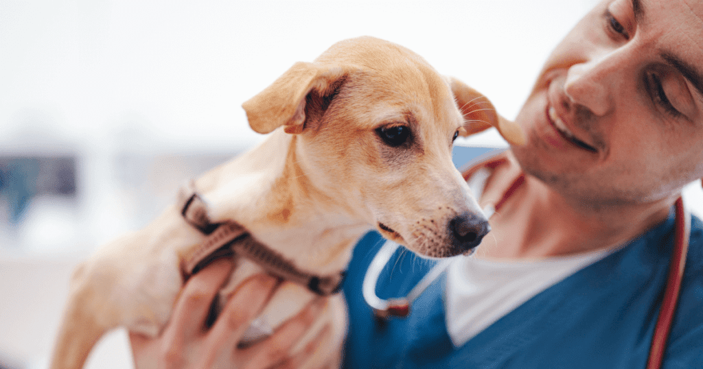 Smiling vet holding and looking at a small yellow dog