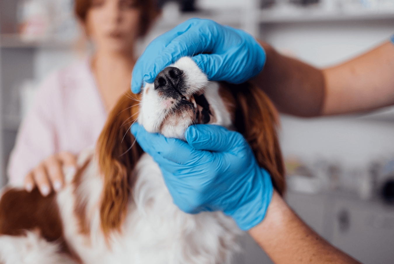 Vet wearing gloves carefully checking a spaniel’s teeth