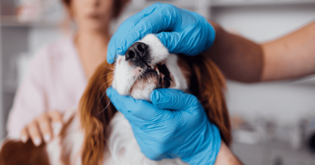 Vet wearing gloves carefully checking a spaniel’s teeth