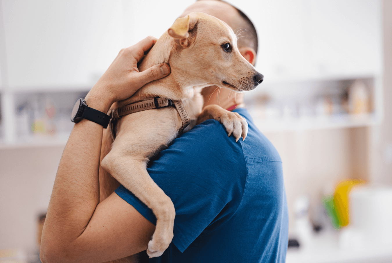 Man in a blue shirt carrying a dog against his chest as it peeks over his shoulder