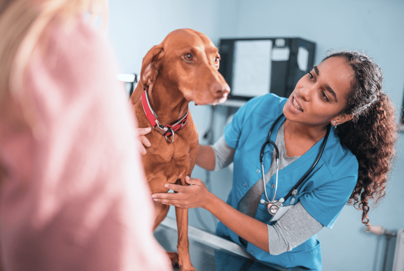 Vet examining a large dog while on the exam table