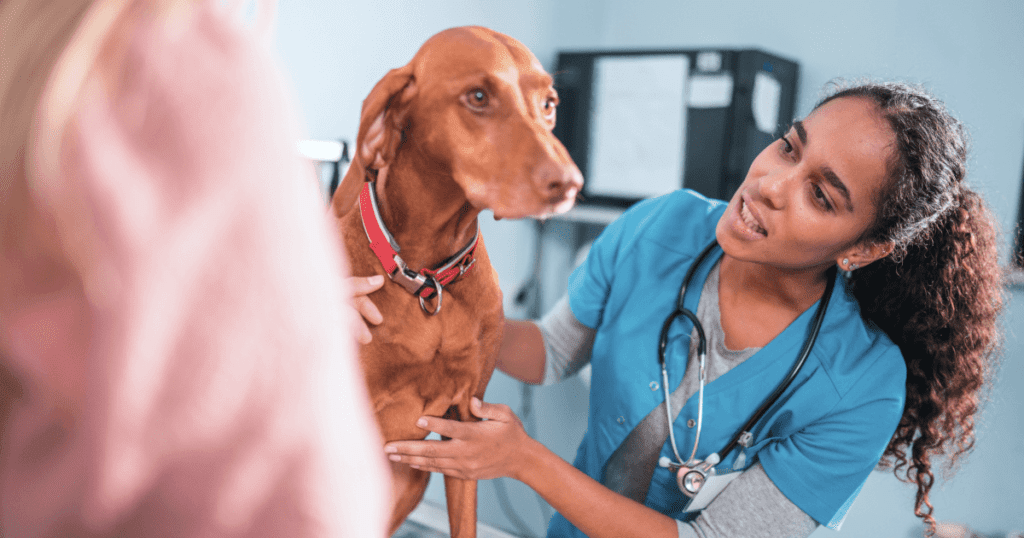 Vet examining a large dog while on the exam table