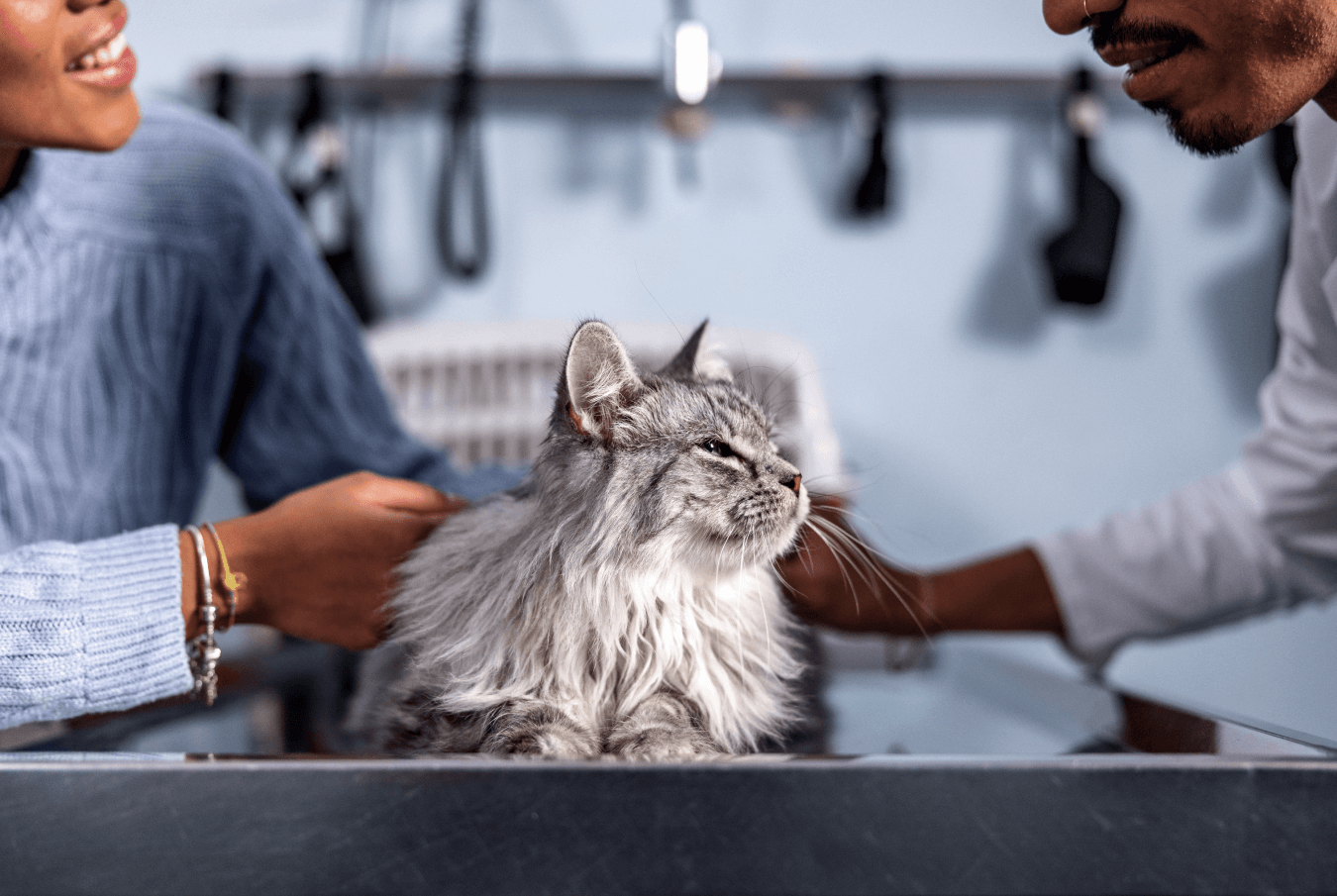 Woman in a blue sweater petting a contented-looking cat while talking to her veterinarian