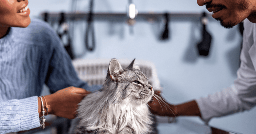 Woman in a blue sweater petting a contented-looking cat while talking to her veterinarian