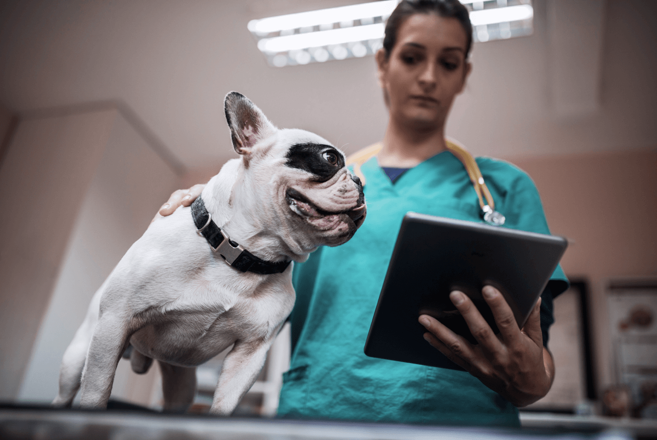 White French bulldog standing on the examining table while being held by a vet examining data on a tablet