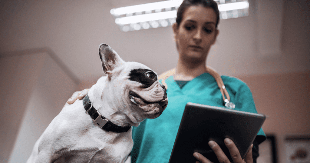 White French bulldog standing on the examining table while being held by a vet examining data on a tablet